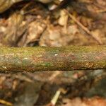 Pycnobotrya nitida Φλοιός