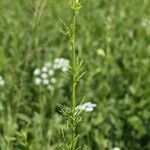 Thalictrum lucidum Ліст