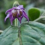 Capsicum pubescens Flor