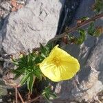 Oenothera biennis花