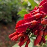 Erythrina crista-galli Virág