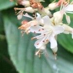 Clethra alnifolia Fleur