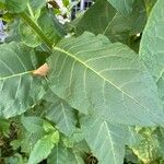 Nicotiana tabacum Blad