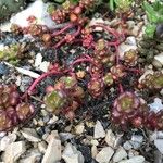 Sedum oreganum Ліст