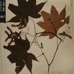 Acer campbellii Kita