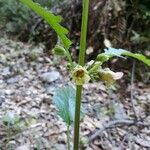 Scrophularia sambucifolia Fleur