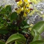 Pedicularis oederi Flower