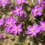 Spergularia rubra Flor