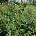 Amaranthus powellii Blad