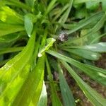 Plantago lagopus Folha