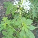 Cleome gynandraЦветок