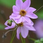 Dahlia merckii Flower