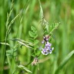 Vicia sepiumKvet