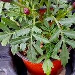 Tagetes patula Leaf