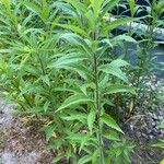 Solidago canadensis叶