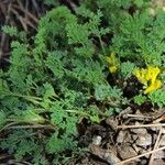 Corydalis aurea عادت داشتن