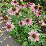 Echinacea purpurea Habit