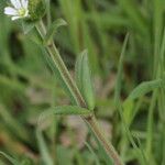 Cerastium fontanum Blatt