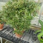 Ficus cordata Hábito