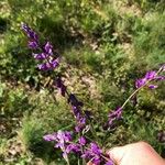 Polygala nicaeensis Цветок