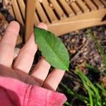 Euonymus alatusList