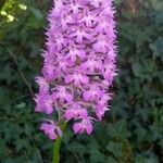 Anacamptis pyramidalisফুল