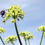 Heracleum sibiricum Floare