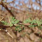 Acacia tortilis Blatt