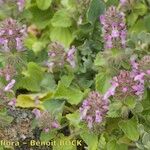 Stachys marrubiifolia Vivejo