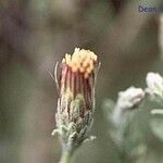 Brickellia frutescens Flower