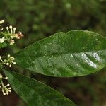 Chrysochlamys glauca Hoja