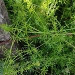 Galium aparineഇല