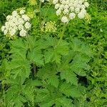 Heracleum lanatum Листок