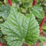 Abutilon megapotamicum Hoja
