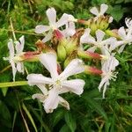 Saponaria officinalisBlüte