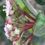 Viburnum tinus Blüte