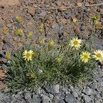 Erigeron linearis Hábito