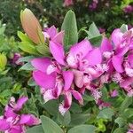 Polygala myrtifoliaFlower