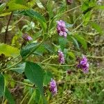 Lantana trifolia Habit