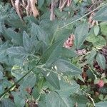 Desmodium paniculatum Flor