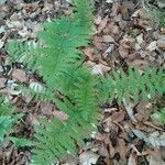 Dryopteris marginalis Лист