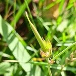 Geranium collinum Fruit