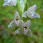 Goodyera repens ফুল