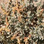 Atriplex glauca Foglia