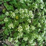 Cochlearia danica موطن