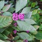 Callicarpa americana 果