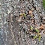 Tilia mongolica Bark