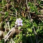 Houstonia pusilla Квітка