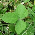 Macroptilium atropurpureum Leaf