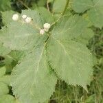 Rubus armeniacus Leaf